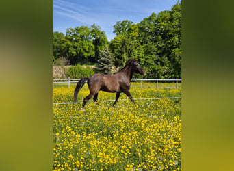 Lusitanien, Hongre, 6 Ans, 162 cm, Bai brun foncé