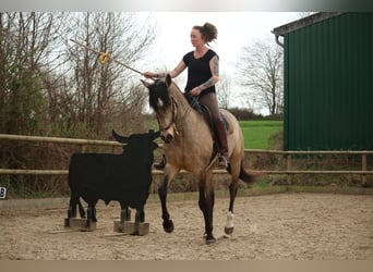 Lusitanien, Hongre, 6 Ans, 162 cm, Buckskin