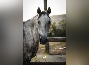 Lusitanien, Hongre, 6 Ans, 162 cm, Gris