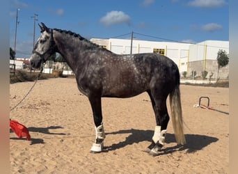 Lusitanien, Hongre, 6 Ans, 162 cm, Gris