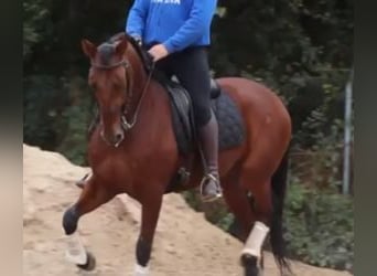 Lusitanien Croisé, Hongre, 6 Ans, 163 cm, Bai cerise