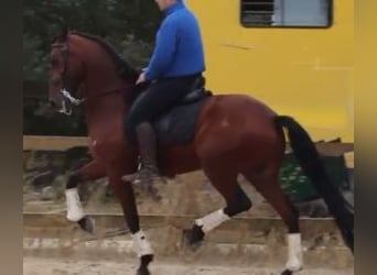 Lusitanien Croisé, Hongre, 6 Ans, 163 cm, Bai cerise