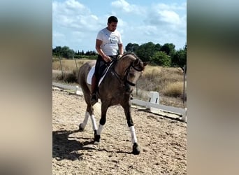 Lusitanien, Hongre, 6 Ans, 163 cm, Gris pommelé