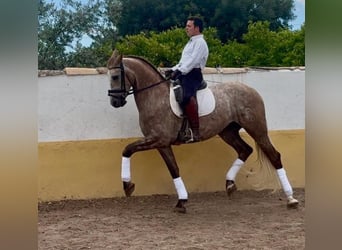 Lusitanien, Hongre, 6 Ans, 163 cm, Gris pommelé
