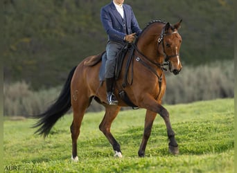 Lusitanien, Hongre, 6 Ans, 165 cm, Bai
