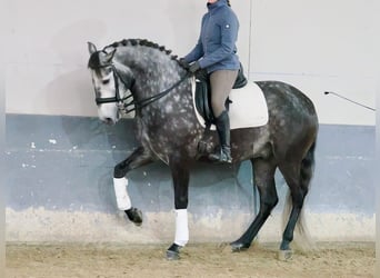 Lusitanien, Hongre, 6 Ans, 166 cm, Gris