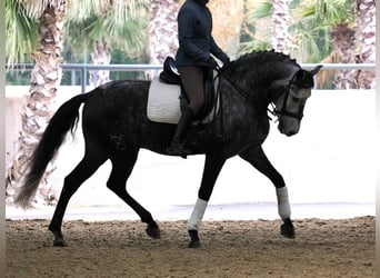 Lusitanien, Hongre, 6 Ans, 166 cm, Gris