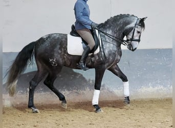 Lusitanien, Hongre, 6 Ans, 166 cm, Gris