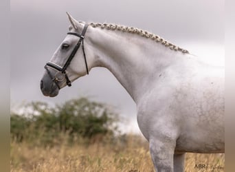 Lusitanien, Hongre, 6 Ans, 167 cm, Gris pommelé