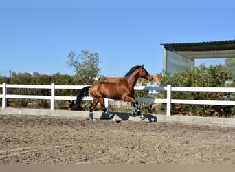 Lusitanien Croisé, Hongre, 6 Ans, 168 cm, Bai