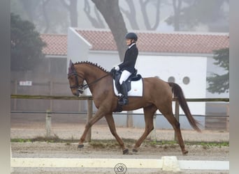 Lusitanien, Hongre, 6 Ans, 168 cm