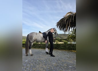 Lusitanien, Hongre, 6 Ans, 168 cm, Gris