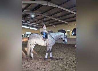 Lusitanien, Hongre, 6 Ans, 168 cm, Gris