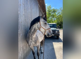 Lusitanien, Hongre, 7 Ans, 155 cm, Gris noir