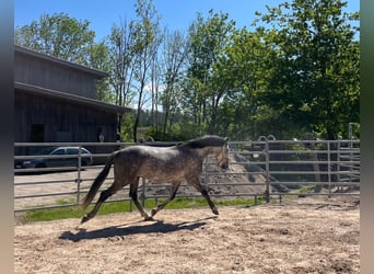 Lusitanien, Hongre, 7 Ans, 155 cm, Gris noir