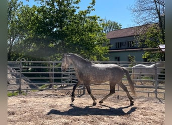 Lusitanien, Hongre, 7 Ans, 155 cm, Gris noir