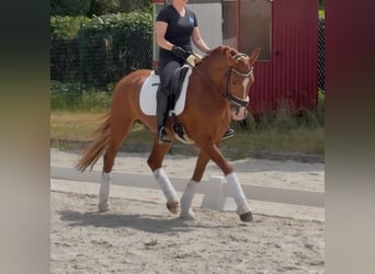 Lusitanien, Hongre, 7 Ans, 158 cm, Alezan