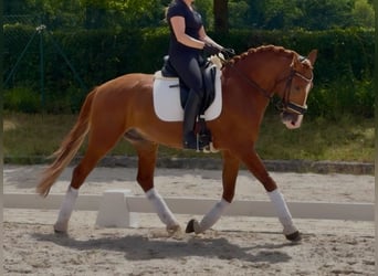 Lusitanien, Hongre, 7 Ans, 158 cm, Alezan