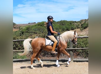 Lusitanien, Hongre, 7 Ans, 159 cm, Palomino