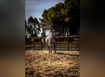 Lusitanien, Hongre, 7 Ans, 160 cm, Aubère