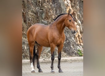 Lusitanien, Hongre, 7 Ans, 160 cm, Bai