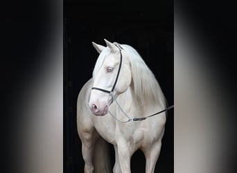 Lusitanien, Hongre, 7 Ans, 160 cm, Cremello