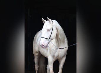 Lusitanien, Hongre, 7 Ans, 160 cm, Cremello