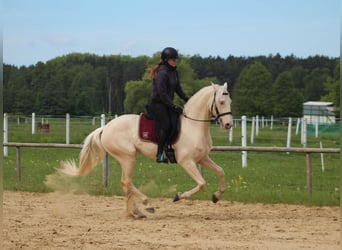 Lusitanien, Hongre, 7 Ans, 160 cm, Cremello