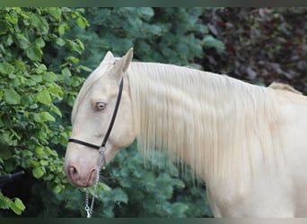 Lusitanien, Hongre, 7 Ans, 160 cm, Cremello