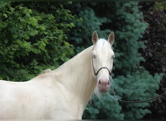 Lusitanien, Hongre, 7 Ans, 160 cm, Cremello