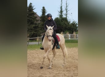 Lusitanien, Hongre, 7 Ans, 160 cm, Cremello