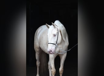 Lusitanien, Hongre, 7 Ans, 160 cm, Cremello