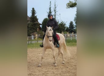 Lusitanien, Hongre, 7 Ans, 160 cm, Cremello