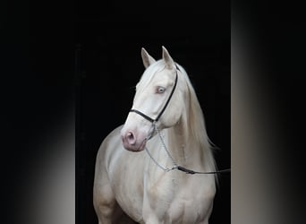 Lusitanien, Hongre, 7 Ans, 160 cm, Cremello