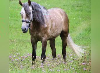 Lusitanien, Hongre, 7 Ans, 160 cm, Gris noir