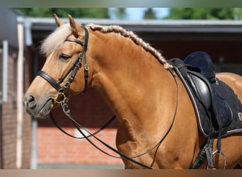 Lusitanien, Hongre, 7 Ans, 160 cm, Palomino