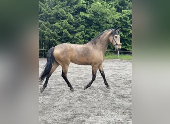 Lusitanien, Hongre, 7 Ans, 161 cm, Isabelle