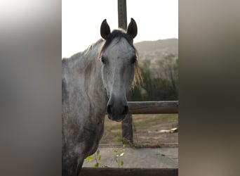 Lusitanien, Hongre, 7 Ans, 162 cm, Gris