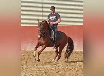 Lusitanien, Hongre, 7 Ans, 163 cm, Alezan brûlé