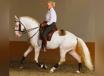Lusitanien, Hongre, 7 Ans, 163 cm, Cremello