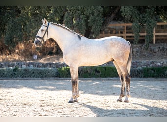 Lusitanien, Hongre, 7 Ans, 163 cm, Gris