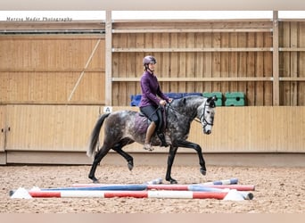 Lusitanien, Hongre, 7 Ans, 163 cm, Gris pommelé