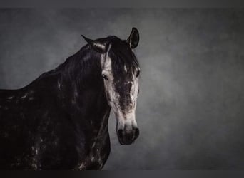 Lusitanien, Hongre, 7 Ans, 163 cm, Gris pommelé