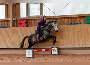 Lusitanien, Hongre, 7 Ans, 163 cm, Gris pommelé