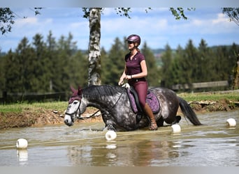 Lusitanien, Hongre, 7 Ans, 163 cm, Gris pommelé