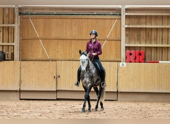 Lusitanien, Hongre, 7 Ans, 163 cm, Gris pommelé