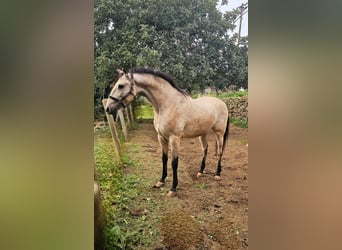 Lusitanien, Hongre, 7 Ans, 164 cm, Buckskin