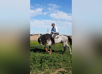 Lusitanien, Hongre, 7 Ans, 164 cm, Gris pommelé