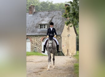 Lusitanien, Hongre, 7 Ans, 164 cm, Gris pommelé