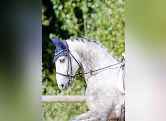 Lusitanien, Hongre, 7 Ans, 164 cm, Gris pommelé